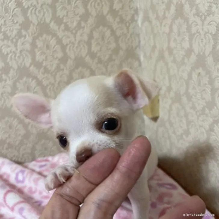 Y.K 様のお迎えした子犬