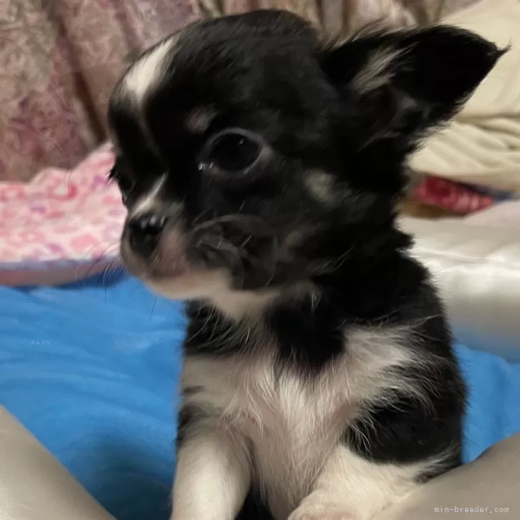 ID:2401-00772の子犬