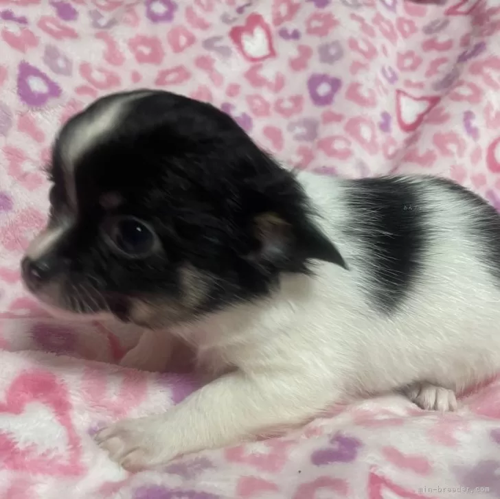 ID：2312-05836の子犬