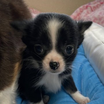 チワワ(ロング)【茨城県・女の子・2023年11月12日・ブラックホワイト】の写真「ビビリな女の子です」