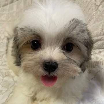 ミックス(マルチーズ×シーズー)【茨城県・男の子・2024年6月20日・ホワイト&ゴールド】の写真「まんまるお顔で可愛い子」