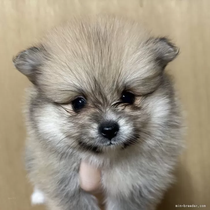 ポメラニアン【静岡県・女の子・2025年10月6日・クリームセーブル】の写真1