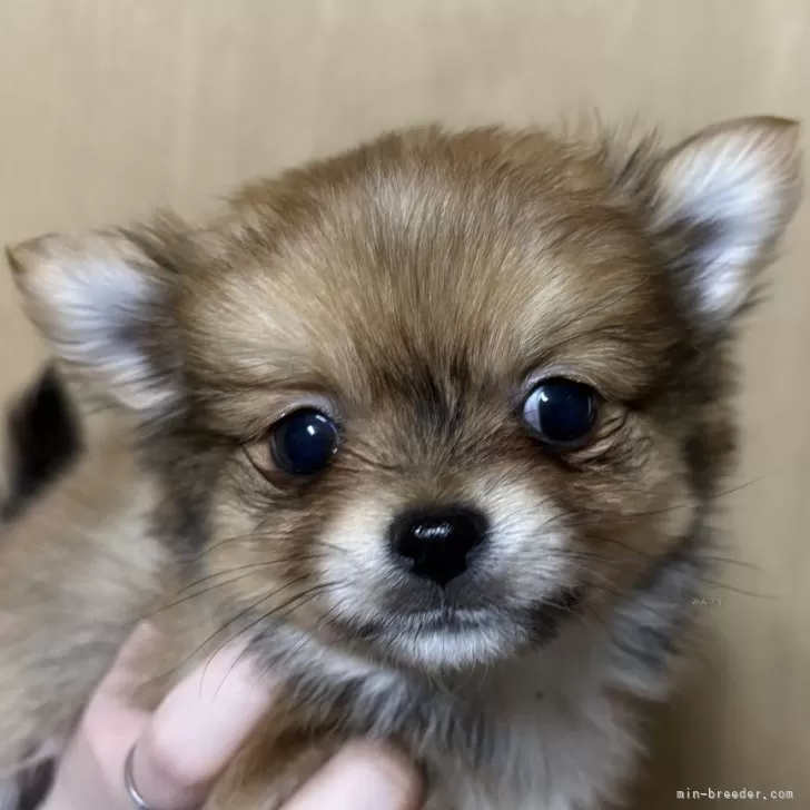 ID：2412-05019の子犬