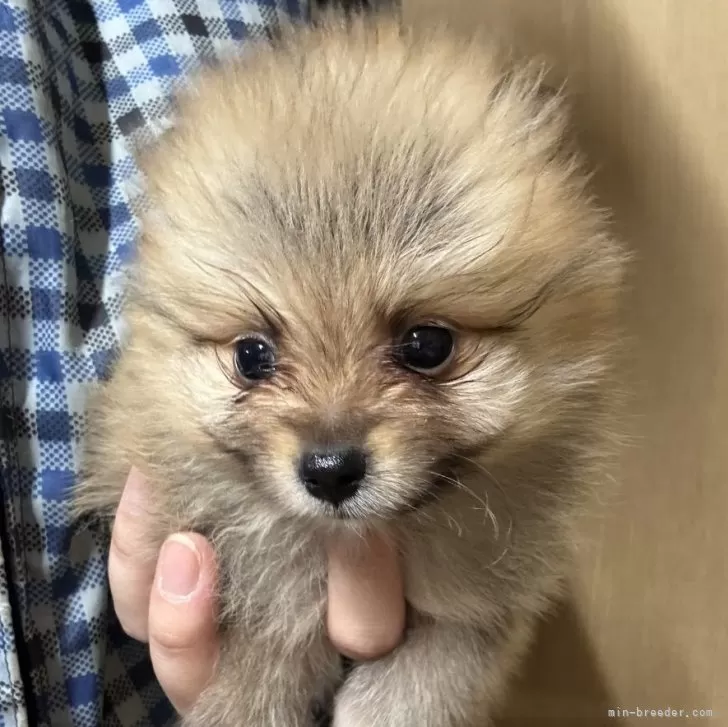 ポメラニアン【静岡県・男の子・2025年9月25日・オレンジ】の写真1