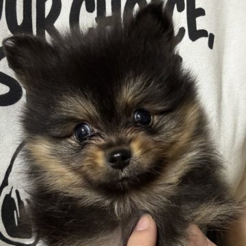ポメラニアン【静岡県・男の子・2025年10月7日・ブラックタン】の写真「可愛い男の子🩵12月7日まで見学可能」