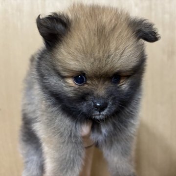 ポメラニアン【静岡県・男の子・2025年9月21日・オレンジセーブル】の写真「可愛い男の子🩵11月16日まで見学可能」