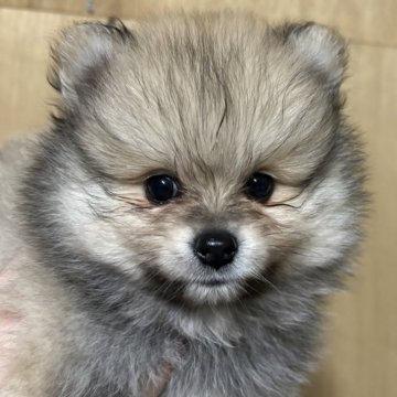 ポメラニアン【静岡県・男の子・2025年10月25日・クリームセーブル】の写真「可愛い男の子🩵12月21日まで見学可能」