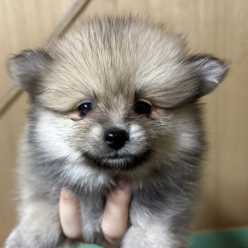 ポメラニアン【静岡県・男の子・2025年10月6日・クリームセーブル】の写真「可愛い男の子🩵12月7日まで見学可能」