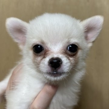 ポメチワ(チワワ×ポメラニアン)【静岡県・男の子・2025年5月24日・ホワイト】の写真「可愛い男の子🩵」