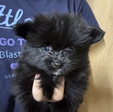 ポメラニアン【静岡県・女の子・2025年7月27日・ブラック】の写真「可愛い女の子♥️9月21日まで見学可能」