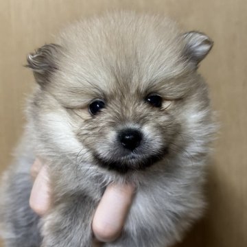 ポメラニアン【静岡県・女の子・2025年10月6日・クリームセーブル】の写真「可愛い女の子♥️12月7日まで見学可能」