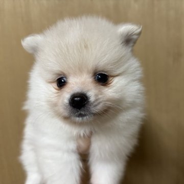 ポメラニアン【静岡県・男の子・2025年9月21日・クリーム】の写真「可愛い男の子🩵11月16日まで見学可能」