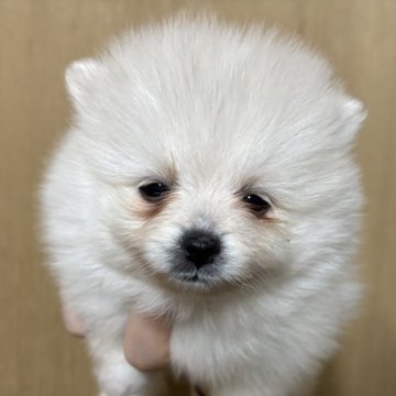 ポメラニアン【静岡県・女の子・2025年10月6日・クリーム】の写真「可愛い女の子♥️12月7日まで見学可能」