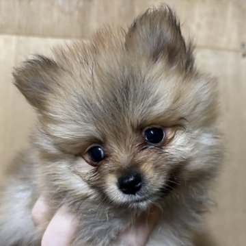 ポメラニアン【静岡県・男の子・2025年9月25日・オレンジ】の写真「可愛い男の子🩵11月23日まで見学可能」