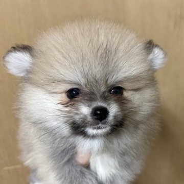 ポメラニアン【静岡県・男の子・2025年6月9日・ウルフセーブル】の写真「可愛い男の子🩵8月10日まで見学可能」