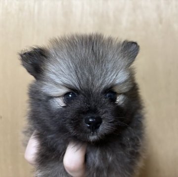 ポメラニアン【静岡県・男の子・2025年9月25日・オレンジセーブル】の写真「可愛い男の子🩵11月23日まで見学可能」