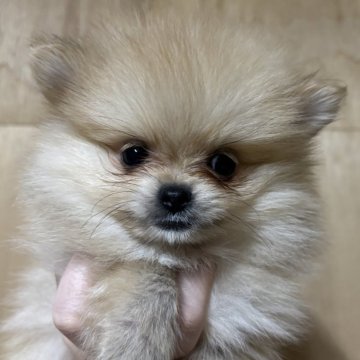 ポメラニアン【静岡県・女の子・2025年10月2日・クリーム】の写真「可愛い女の子♥️11月30日まで見学可能」