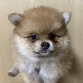 ポメラニアン