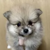 ポメラニアン【静岡県・女の子・2025年10月6日・クリームセーブル】の写真1
