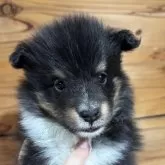 シェットランドシープドッグ