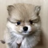 ポメラニアン
