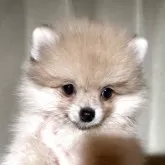 ポメラニアン