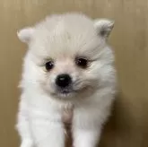 ポメラニアン