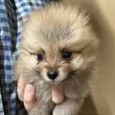 ポメラニアン【静岡県・男の子・2025年9月25日・オレンジ】の写真1