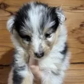 シェットランドシープドッグ