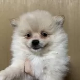 ポメラニアン