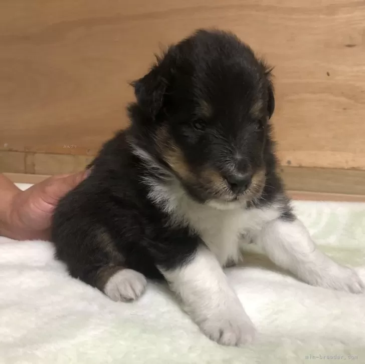 ID：2402-03157の子犬