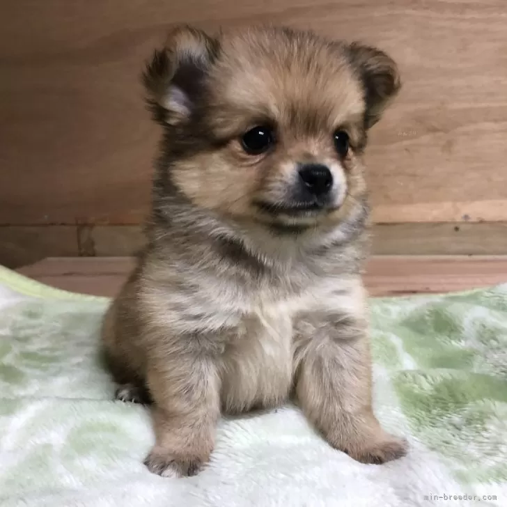 ID:2312-04887の子犬