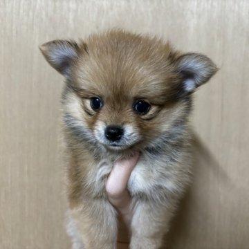ポメチワ(チワワ×ポメラニアン)【静岡県・女の子・2024年6月18日・オレンジ】の写真「可愛い女の子🩷8月18日まで見学可能」