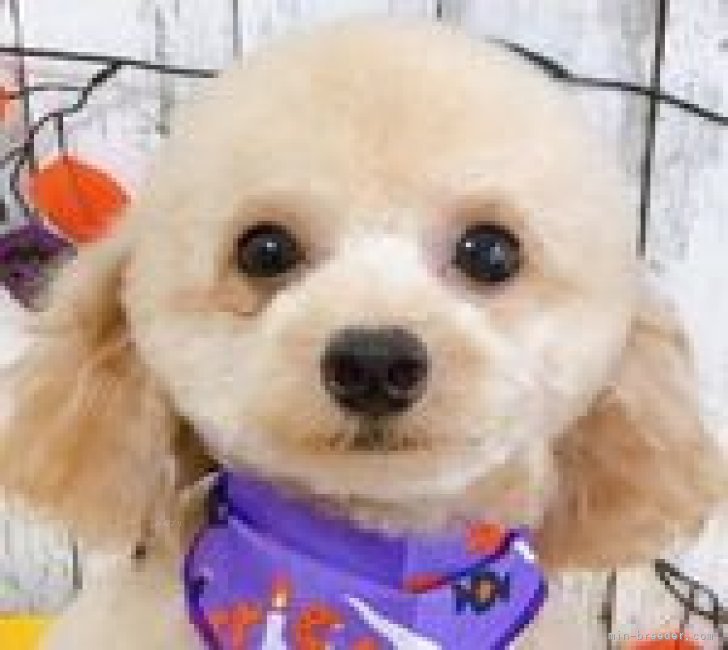 可愛いタイニーのお母さん犬　かれんちゃん（ボス犬)｜大谷　康夫(おおたに　やすお)ブリーダー(千葉県・トイプードル・JKC登録)の紹介写真2