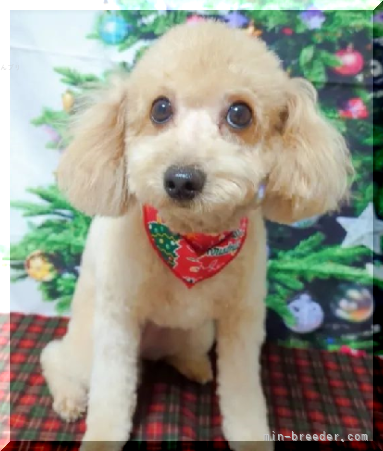 大谷康夫ブリーダーのブログ：LOVEちゃんが出産しました💔