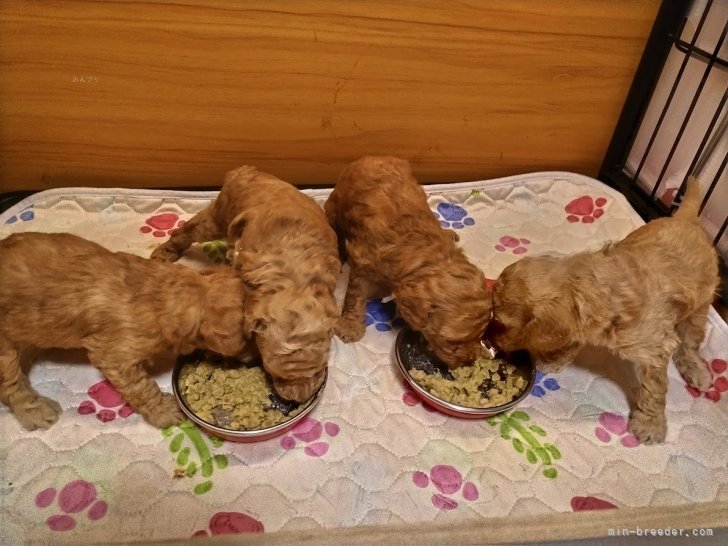 大谷康夫ブリーダーのブログ：ももちゃんが出産しました。