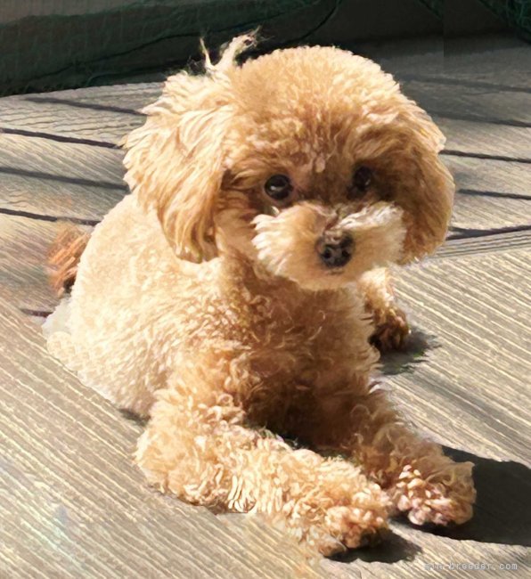 大谷康夫ブリーダーのブログ：トコちゃんからお便りがとどきました💔