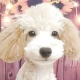 タイニープードル【千葉県・女の子・2025年3月16日・クリーム】の写真9