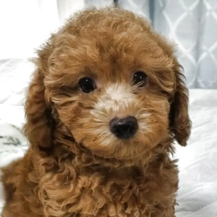 ID:2504-03686の子犬