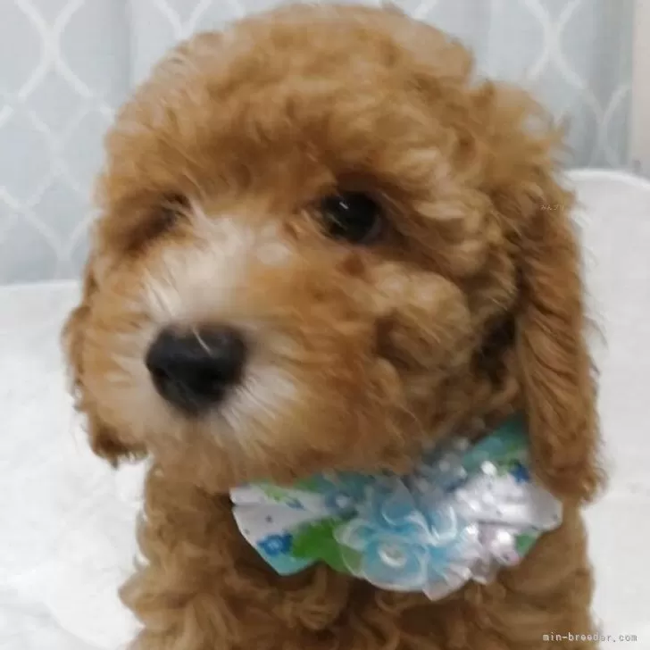 ID:2504-03692の子犬