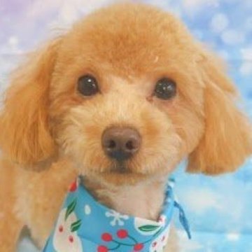 トイプードル(タイニー)【千葉県・男の子・2024年4月13日・レッド】の写真「とてもやんちゃな男の子です」
