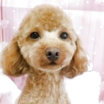 タイニープードル【千葉県・男の子・2024年8月29日・レッド】の写真「💗元気な男の子です」
