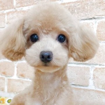 ティーカッププードル【千葉県・女の子・2024年8月29日・レッド】の写真「お顔お顔tが小さい可愛いい女の子です」