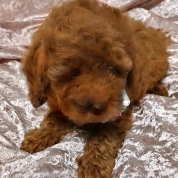 トイプードル(ティーカップ)【千葉県・女の子・2025年8月11日・レッド】の写真「可愛い女の子です　💔」