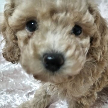 タイニープードル【千葉県・男の子・2025年7月27日・アプリコット】の写真「おとなしい男の子です　💔💔」