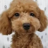 タイニープードル
