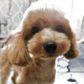 トイプードル(タイニー)
