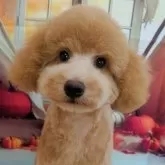 トイプードル(トイ)