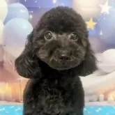 タイニープードル