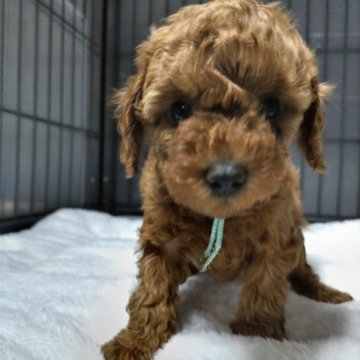 トイプードル(トイ)【千葉県・男の子・2024年1月25日・レッド】の写真「元気な男の子です」